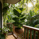 Planta Artificial Ficus Lyrata