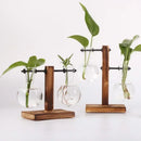 Terrário Hidropônico de Vidro