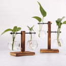 Terrário Hidropônico de Vidro