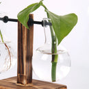 Terrário Hidropônico de Vidro