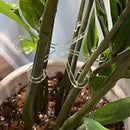 Kit 4 Suportes para Plantas