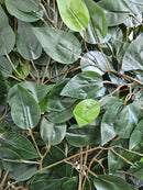 Figueira Artificial Fícus Grande